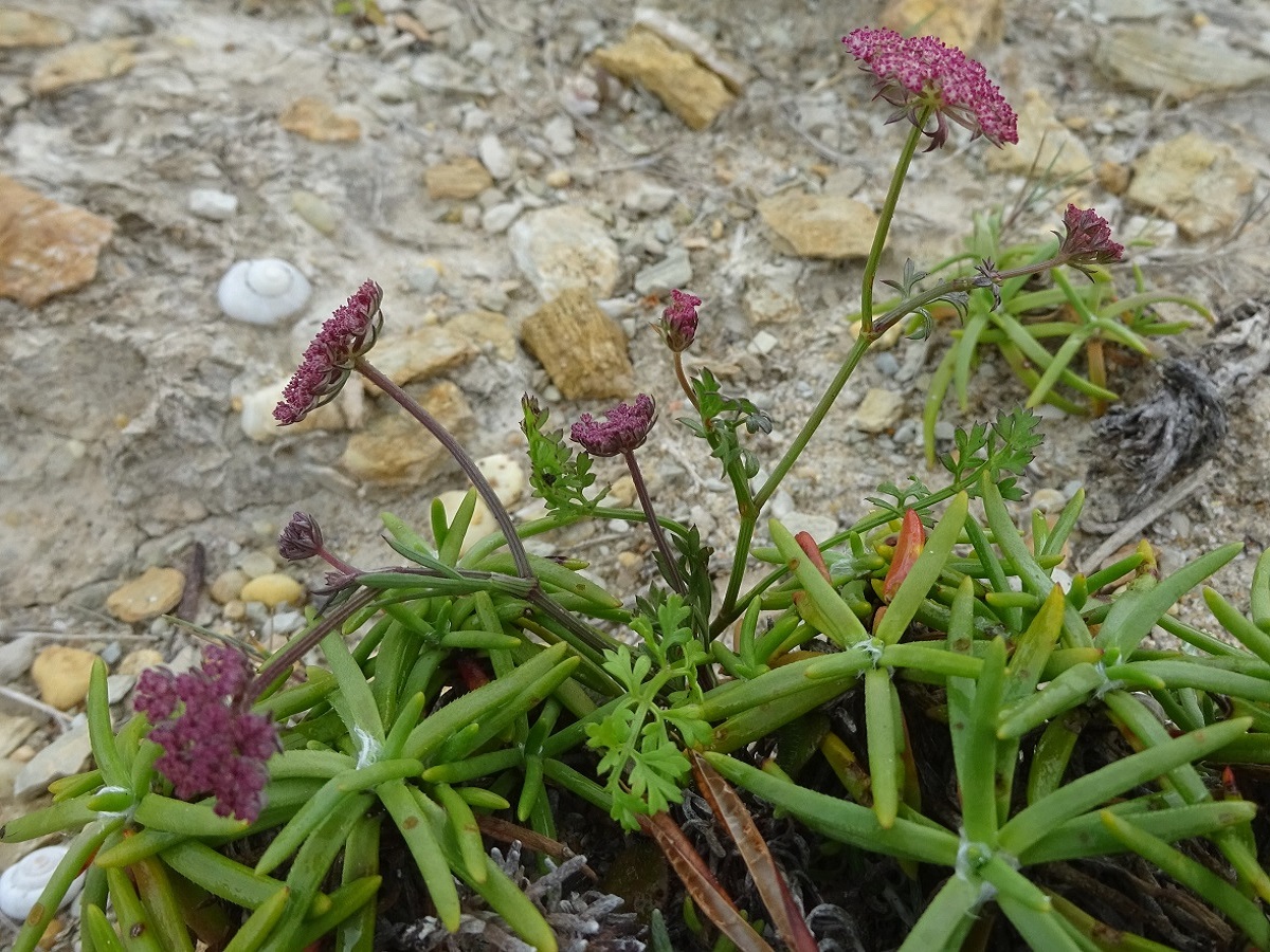 Daucus carota subsp. gadecaei (Apiaceae)